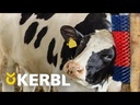 Halbrunde Kratzbürste XL blau-rot