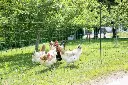 AKO-Gefluegelnetz-PoultryNet-gruen-Hoehe-106-cm-nicht-elektrifizierbar-K-292279M-2_600x600.webp