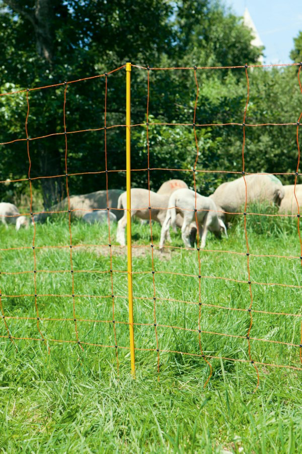 85372.webp