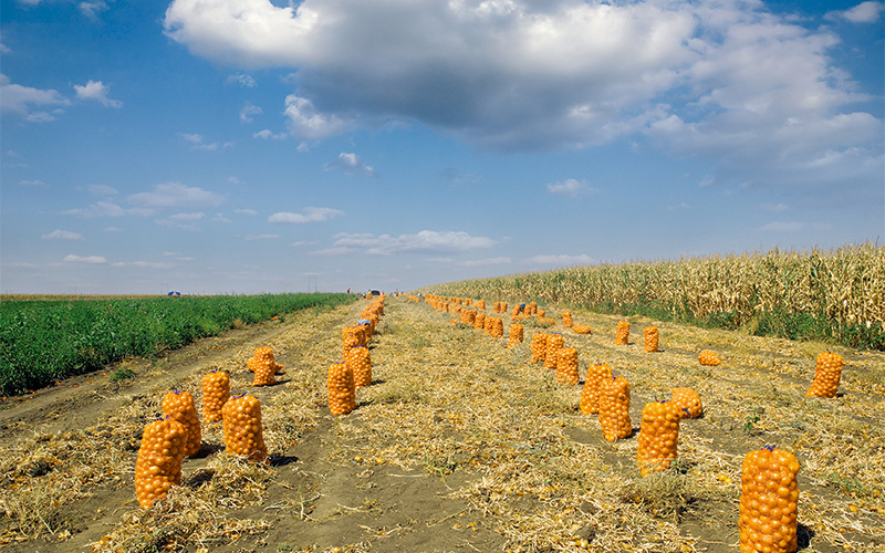 Raschelsaecke_Feld_Zwiebeln.webp