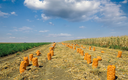 Raschelsaecke_Feld_Zwiebeln.webp