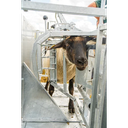 37001_Behandlungsstand-Halsfixierung_FW-02060.f9a7ba28.webp