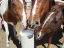 drinking_post_anw_03.webp