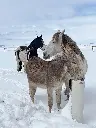 drinking_post_anw_07.webp