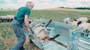 Wendebox für Schafe verzinkt, inkl. Fahrwerk