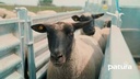 3-Wege- Wiege- und Sortierbox mit Druckluftbetrieb