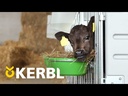 Modulare Kälberbox Doppelbucht wandständig