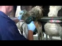 Tail Trimmer Tailwell II