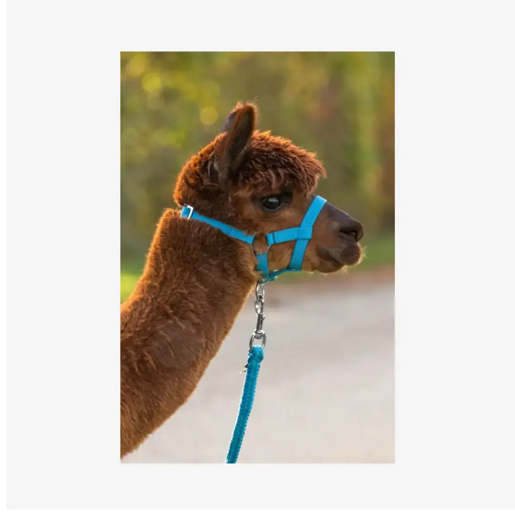 Alpaka-Halfter verstellbar, blau, 20mm PP