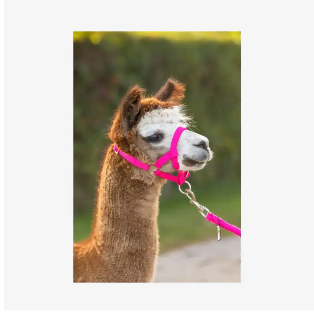 Alpaka-Halfter verstellbar, pink, 20mm PP