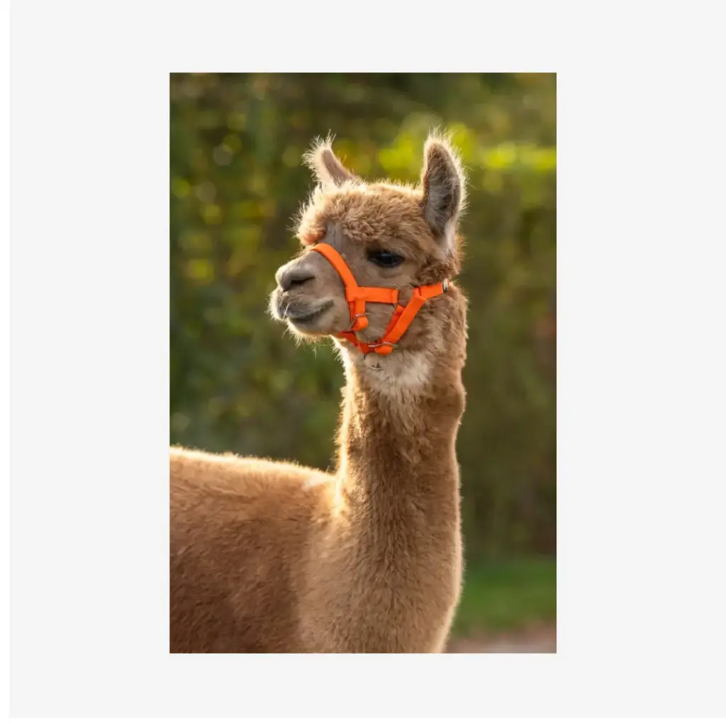 Alpaka-Halfter verstellbar, orange, 20mm PP