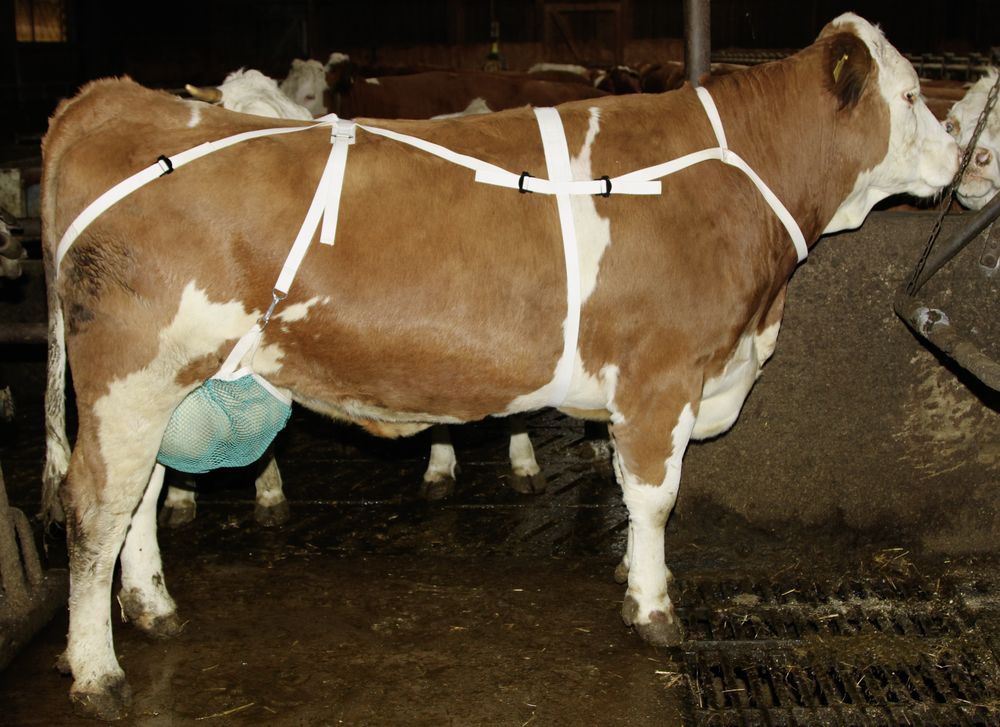 Zitzenschutz mit Nackengurt