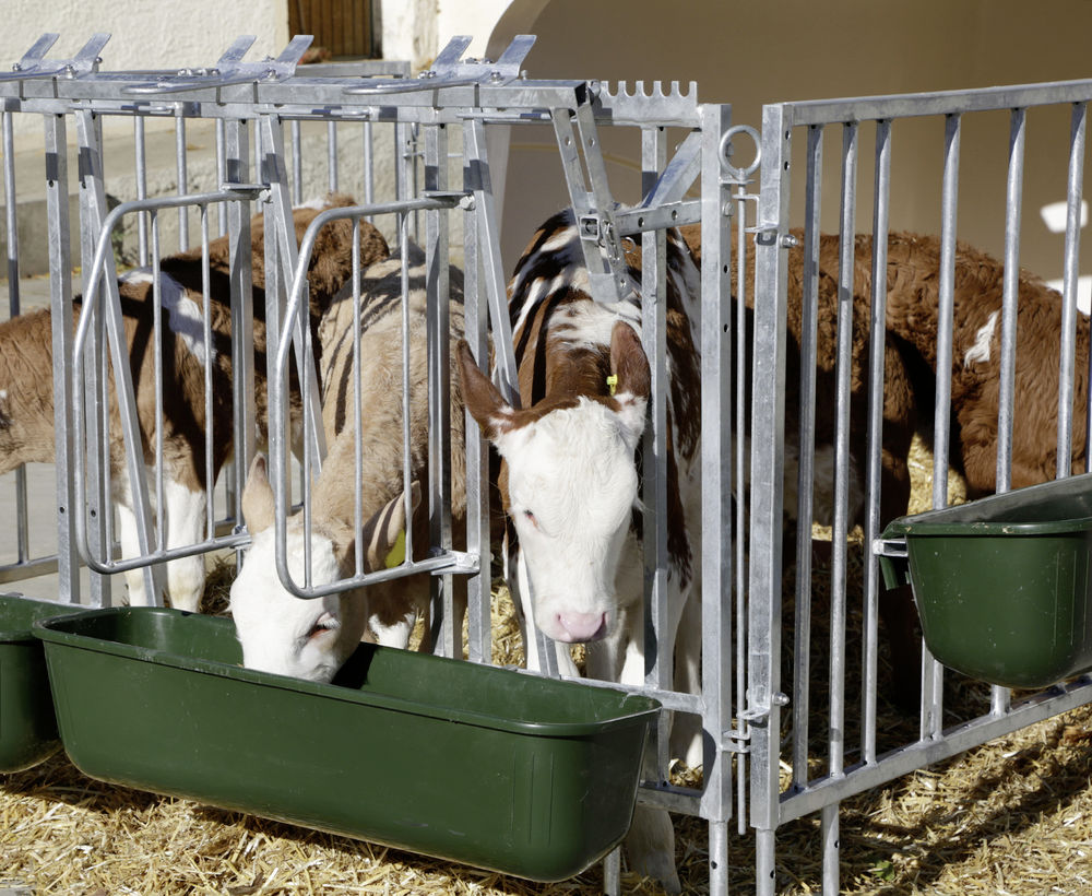 Fressplatzabtrennung für Calfhouse