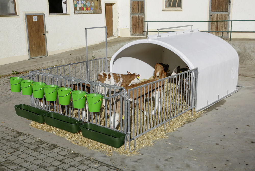CalfHouse Premium XXL mit Umzäunung u. Tränke/Troghalter