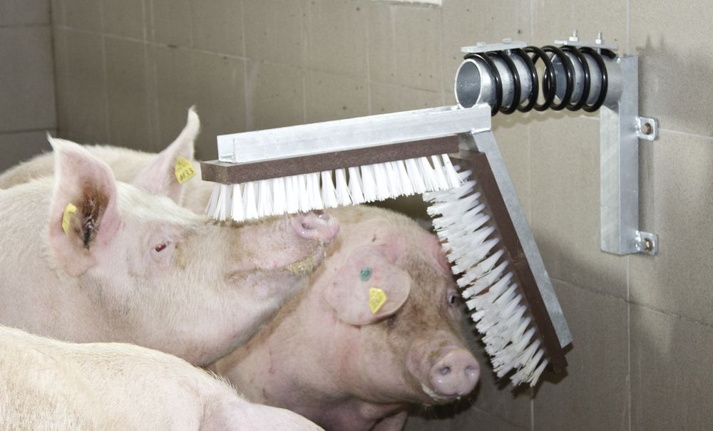 Schweine Kratzbürste