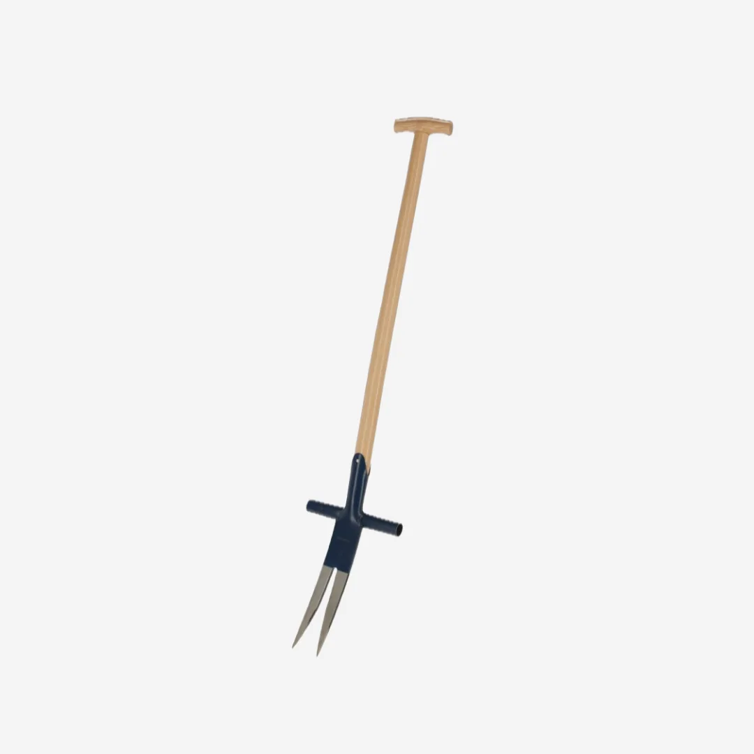 Ampferstecher
