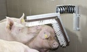 Schweine Kratzbürste