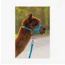 Alpaka-Halfter verstellbar, blau, 20mm PP