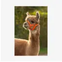 Alpaka-Halfter verstellbar, orange, 20mm PP