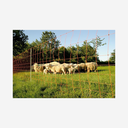 Euronetz  Wolfsnetz 106/1 Wildverbiss