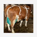 Zitzenschutz mit Nackengurt